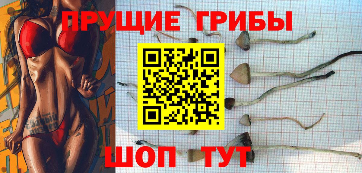 Псилоцибиновые грибы Psilocybine cubensis Медногорск